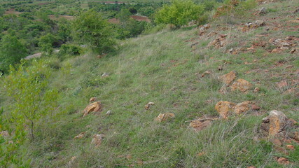 wild animal in the grass