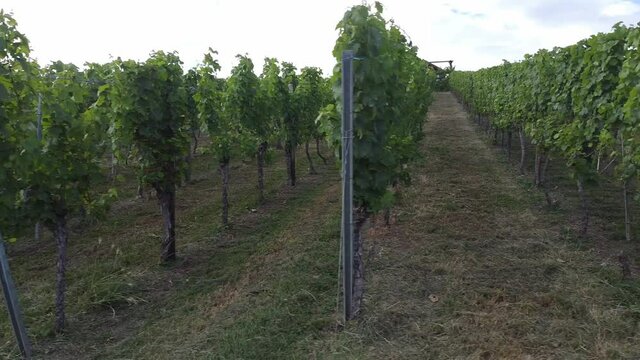 Vineyards in the Baden-W&uuml;rttemberg region, in southwestern Germany. W&uuml;rttemberg is known as Germany's premier red wine region