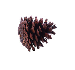 Pine cone isolated on white background