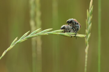 zwei Käfer bei der Paarung auf einem Grashalm
