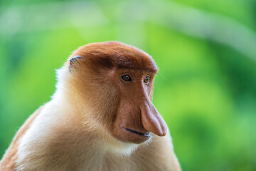 Naklejka premium Family of wild Proboscis monkey or Nasalis larvatus, in the rainforest of island Borneo, Malaysia, close up