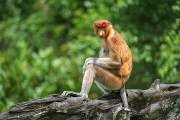 Family of wild Proboscis monkey or Nasalis larvatus, in the rainforest of island Borneo, Malaysia, close up