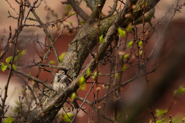 Sparrow bird on a tree branch. Spring weather. Young leaves on a branch. Blurred background. Wild animals.