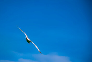 Seagull on deep blue sky. Natural backgrounds