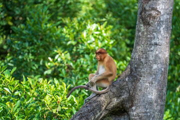 Family of wild Proboscis monkey or Nasalis larvatus, in the rainforest of island Borneo, Malaysia, close up