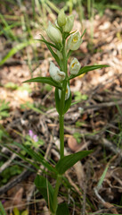Large White Helleborine (Cephalanthera damasonium)