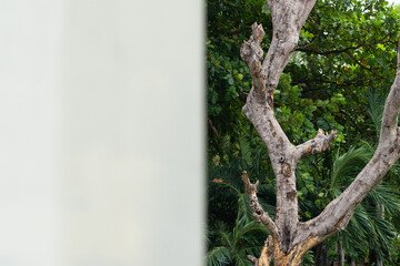 Tree garden in home background.