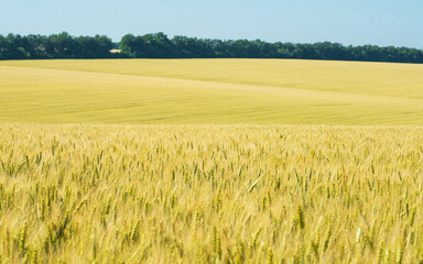Wheat field, selective focus perspective view.