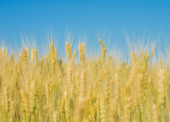 Wheat field. Ears of wheat selective focus.