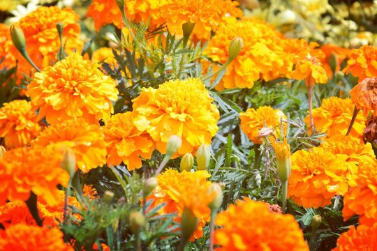 orange flowers in the garden © Nina