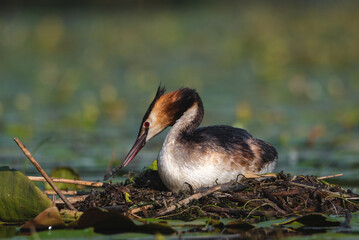 The Crested Grebe bird lays its eggs on a small lake, Podiceps cristatus