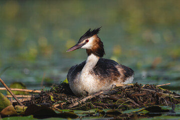 The Crested Grebe bird lays its eggs on a small lake, Podiceps cristatus