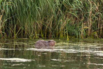 Coypu munching on breakfast amidst the reeds in the Biesbosch Netherlands