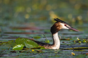 The Crested Grebe bird lays its eggs on a small lake, Podiceps cristatus