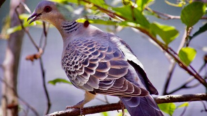 遠くを見つめるキジバト
