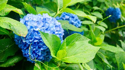 雨の中の紫陽花