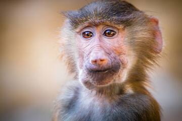 baboon mantle portrait of a young