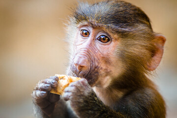 baboon mantle portrait of a young