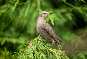 Starling (Scientific name: Sturnus Vulgaris) juvenile starling perched in conifer trees, facing right.  Blurred background. Space for copy.  Horizontal. 
