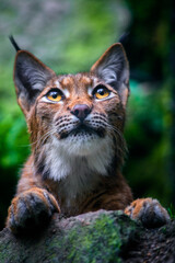 Carpathian lynx portrait in nature park