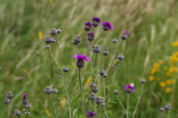 Purple flower of a thistle in an urban garden