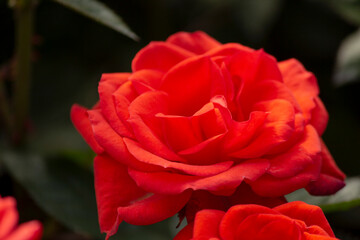 red rose on a dark background