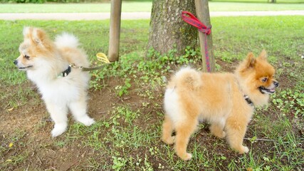喧嘩してそっぽを向くポメラニアン達