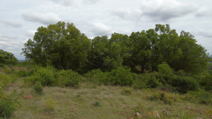 landscape with trees
