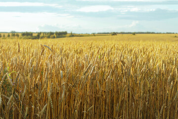 A field of wheat growing under the summer sun. Harvest ripened wheat ready for mowing.