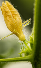 Blüte von der Schlangengurke