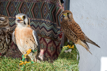 Rapaces d’un fauconnier