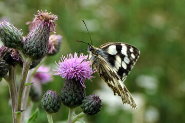 Schmetterling Schachbrettfalter auf Distelblüte im Sommer 2020 in Rheinland-Pfalz - Stockfoto