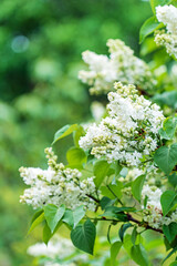 white lilac in the spring garden