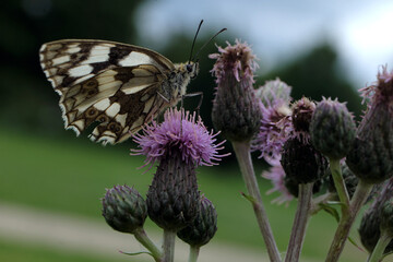 Schmetterling Schachbrettfalter auf Distelblüte im Sommer 2020 in Rheinland-Pfalz - Stockfoto