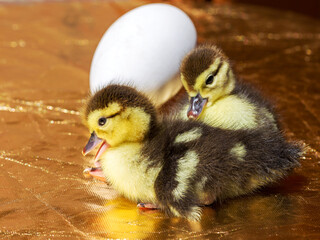 Cute little yellow goslings, selective soft focus