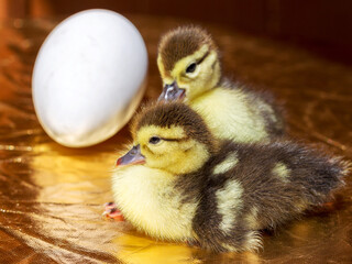 Cute little yellow goslings, selective soft focus