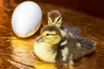 Cute little yellow goslings, selective soft focus
