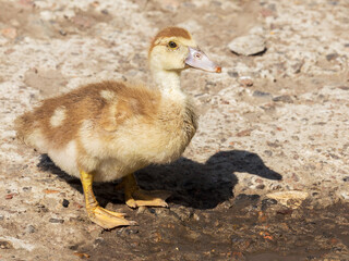 Cute little yellow goslings, selective soft focus