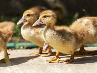 Cute little yellow goslings, selective soft focus
