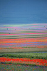 lentil fiorityre poppies and cornflowers national park sibillini mountains castelluccio italy