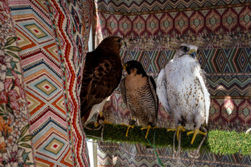 Rapaces d’un fauconnier