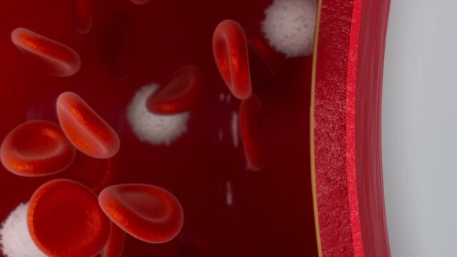 Flowing red and white blood cells in the blood vessel, 3d rendering.