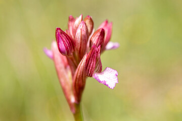 Pink Butterfly Orchid (Orchis papilionacea) in natural habitat