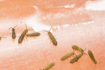 A macro image of a group of Linear Springtails, latin name Collembola.