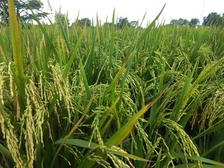 rice field in thailand.paddy farm