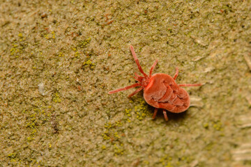 A macro image of a Velvet Mite, Trombidium sp.
