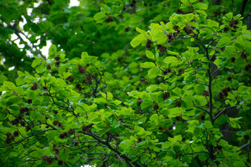Fototapeta na wymiar Closeup of beech tree leaves and branches in Berlin Germany