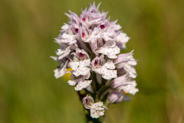 Three-toothed Orchid (Orchis tridentata) in natural habitat
