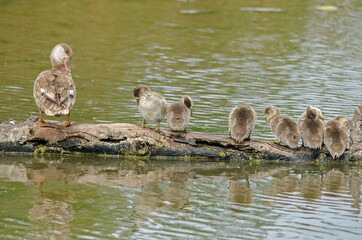 A mother Red Headed Pochard (Netta rufina) with her 6 ducklings.