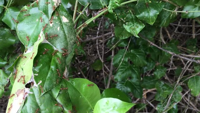 Eusocial of insect polymorphic of ant